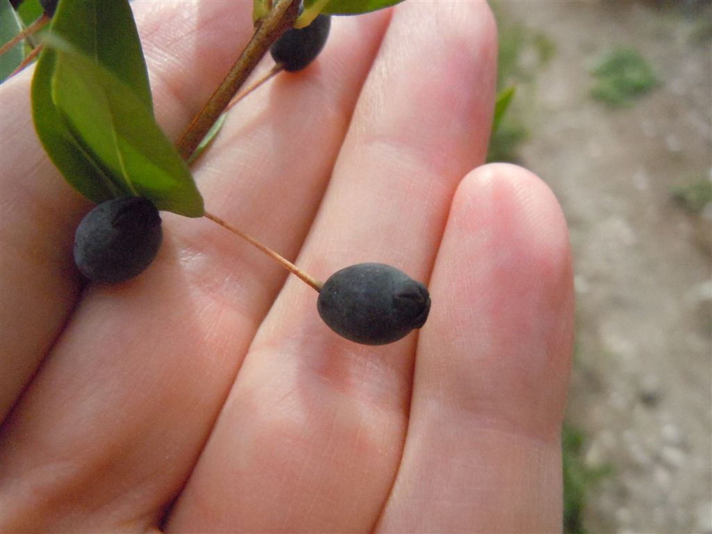Myrtus communis